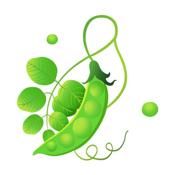 Веточка гороха