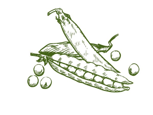 Горох рисунок