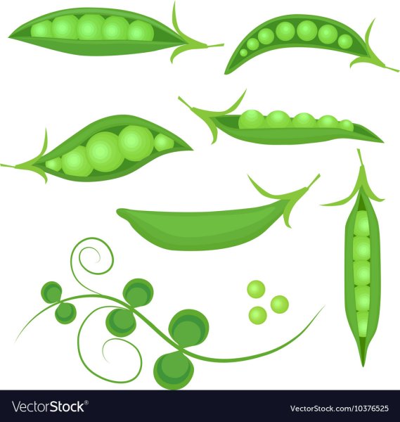 Стручок гороха вектор
