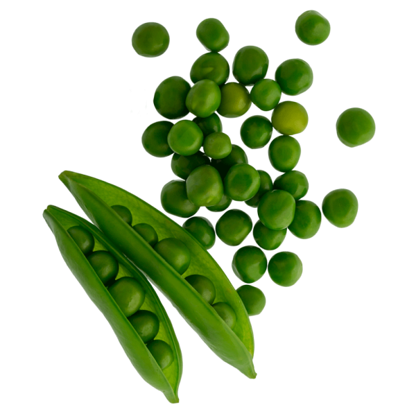 Горох картинка на белом фоне