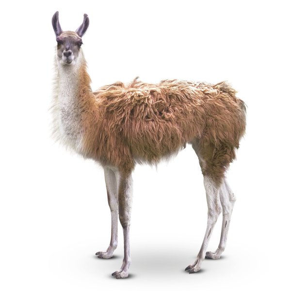 Лама без фона