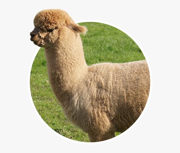 Альпака в диджитал