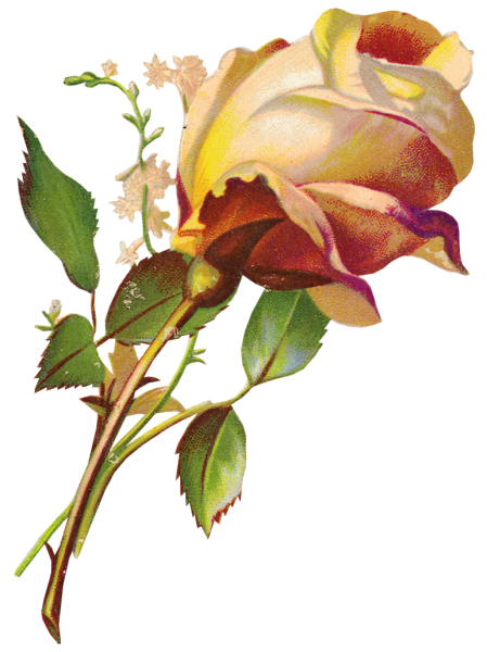 Прозрачные цветы