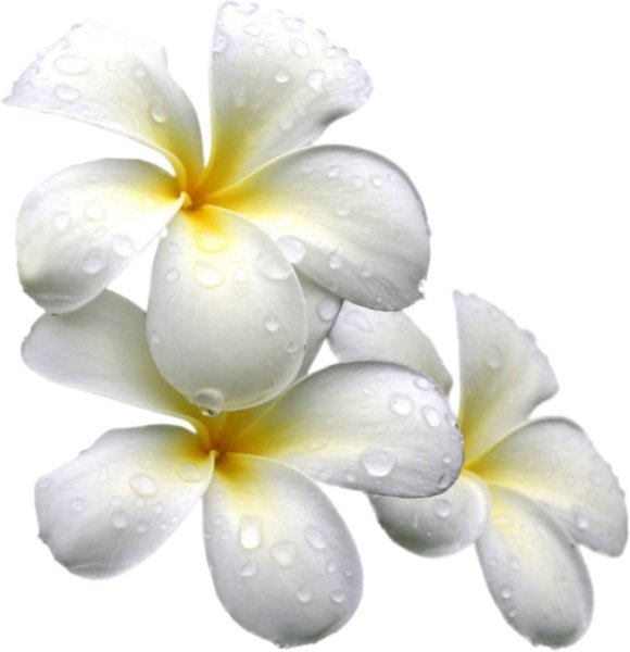 Цветочки на белом фоне