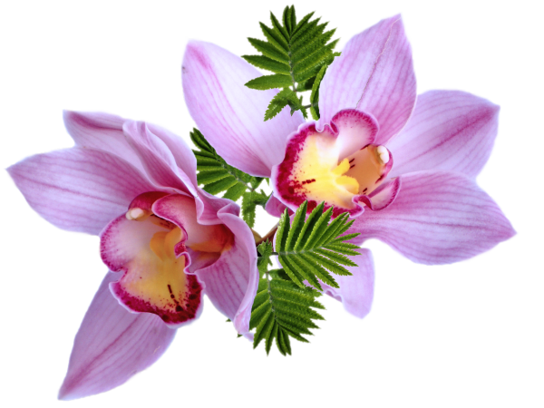 Цветы без фона