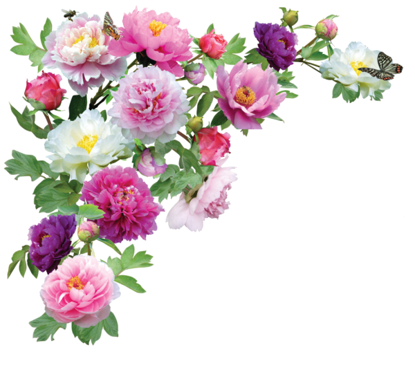 Subshrubby Peony Flower