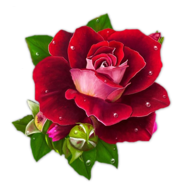 Красивые цветочки