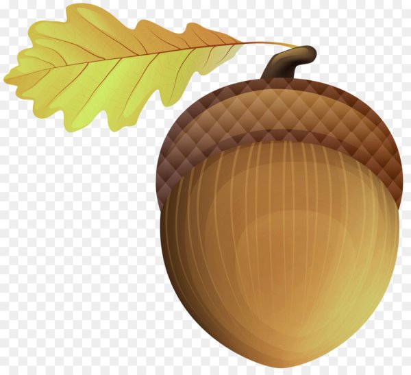 Желуди мультяшные