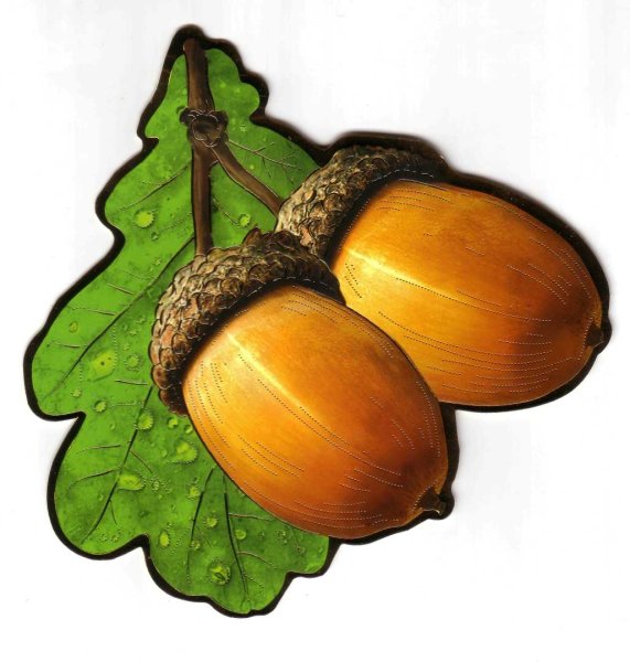 Строение Желудя