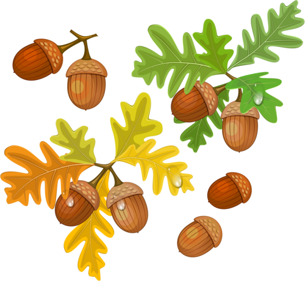 Желуди мультяшные