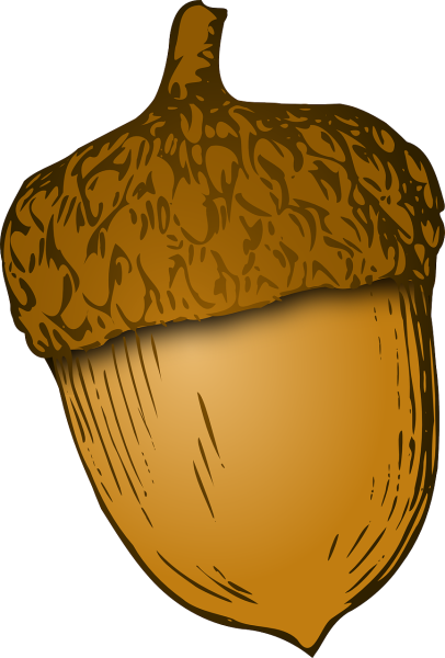 Орех Желудь