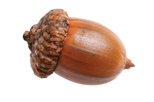Орех Желудь