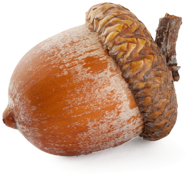 Орех Желудь