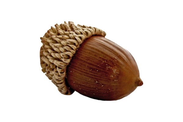 Орех Желудь