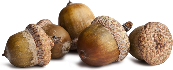 Желудь на белом фоне