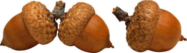 Орехи шишки на прозрачном фоне