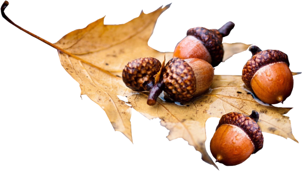Дуб с желудями без фона
