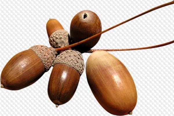 Плод дуба на белом фоне