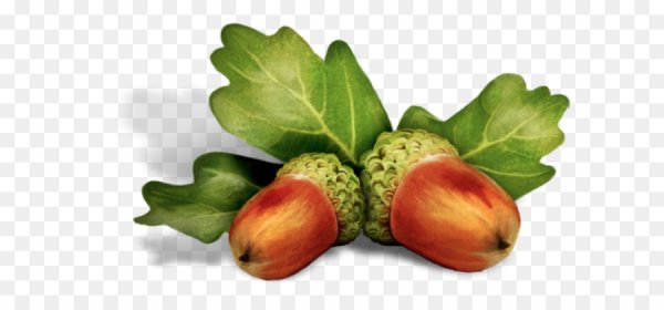 Желудь на белом фоне