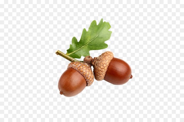 Желудь для детей