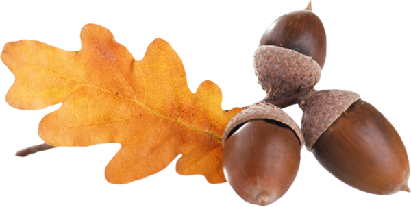 Лист Желудя