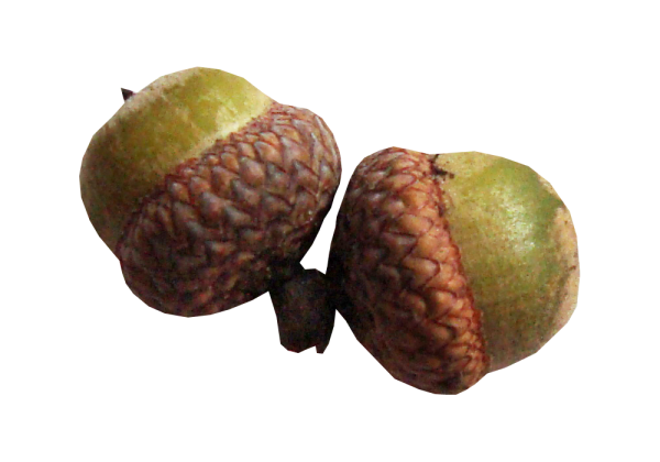 Орех Желудь