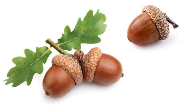 Ветка дуба с желудями на белом фоне