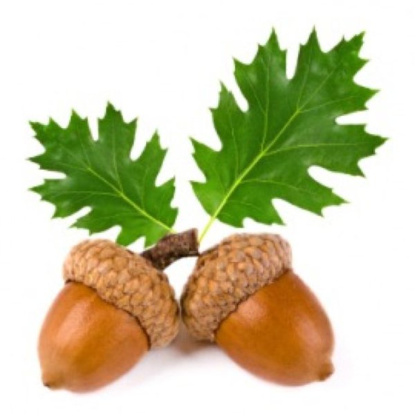 Дубовый Желудь