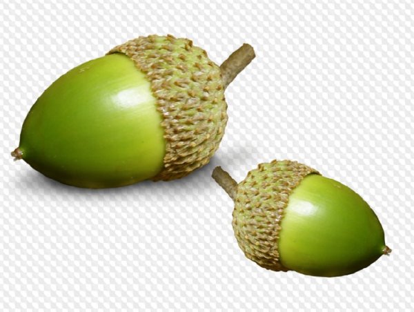 Желудь зеленый