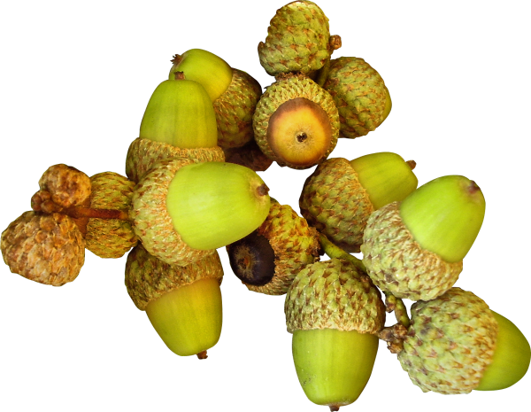 Каштан плод Желудь