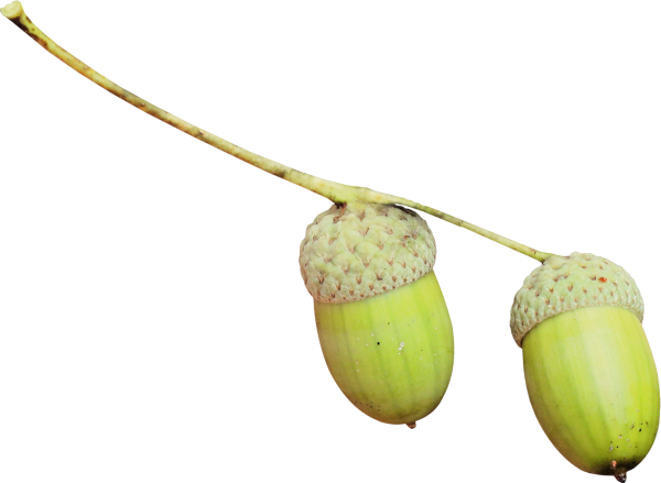 Плод Желудь