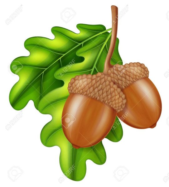 Желудь мультяшный