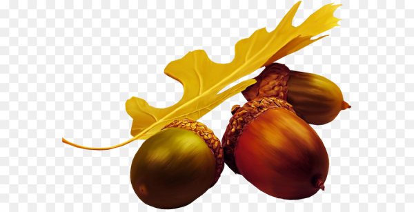 Желудь клипарт на прозрачном фоне