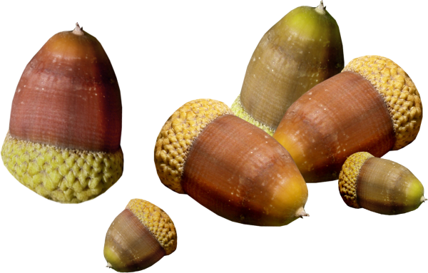 Каштан орех на прозрачном фоне