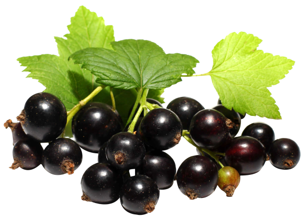 Ягоды смородины