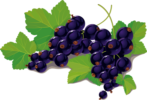 Blueberry Blackcurrant