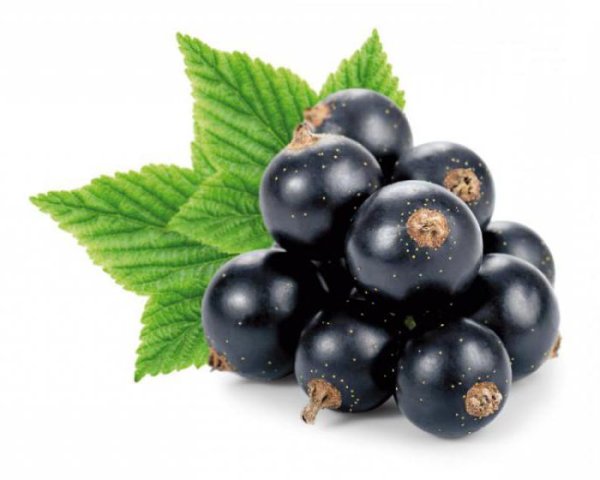 Смородина чёрная