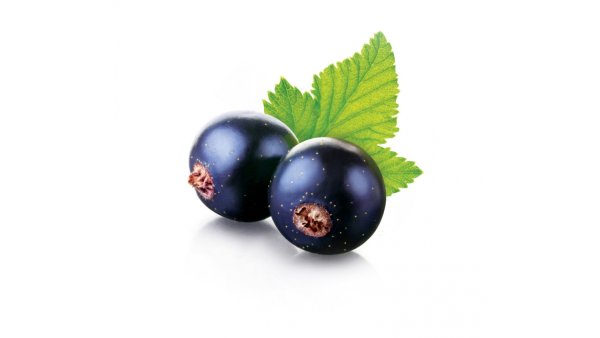 Черная смородина на белом фоне