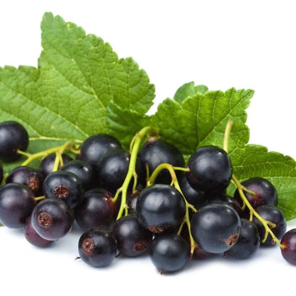 Смородина черная Фармакогнозия