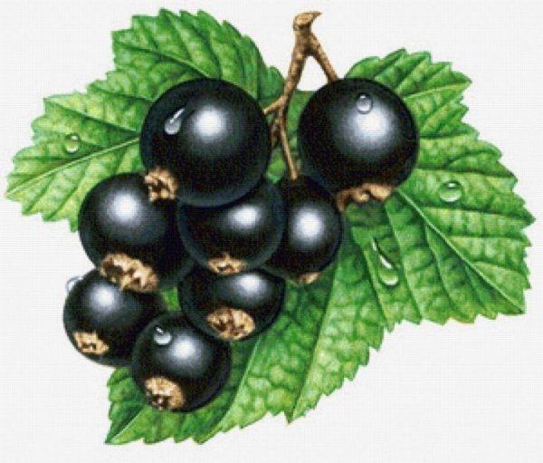 Смородина для детей