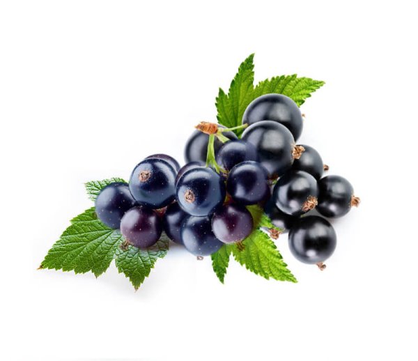 Черная смородина на белом фоне