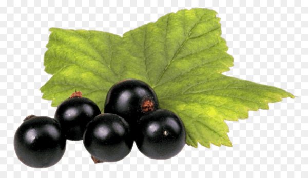 Смородина чёрная