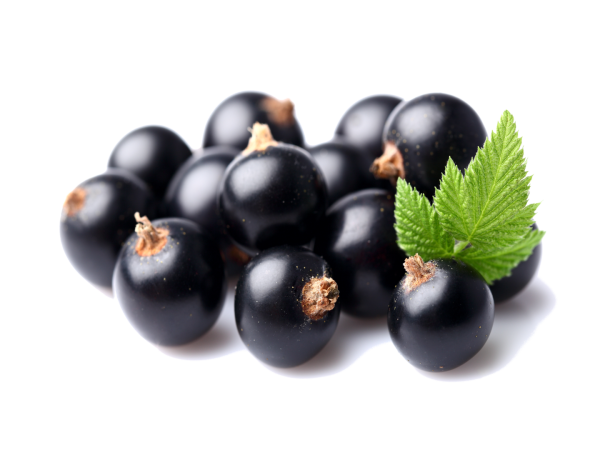 Смородина чёрная