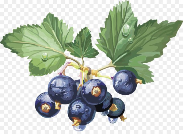 Черника и смородина