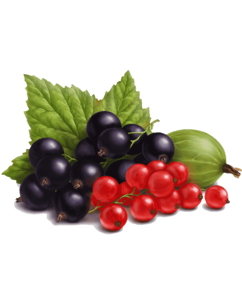 Смородина красная