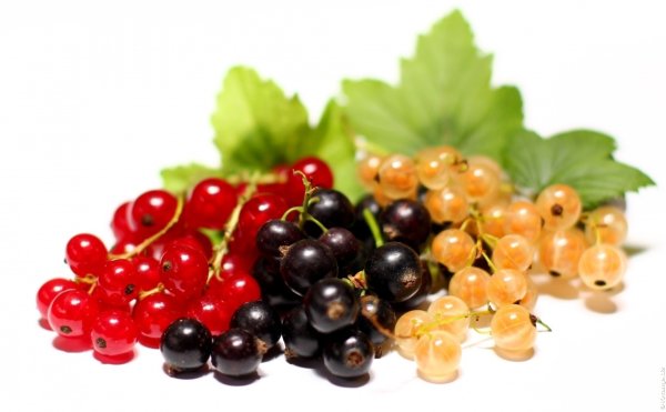 Смородина черная красная белая