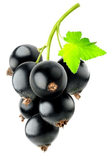 Смородина для детей