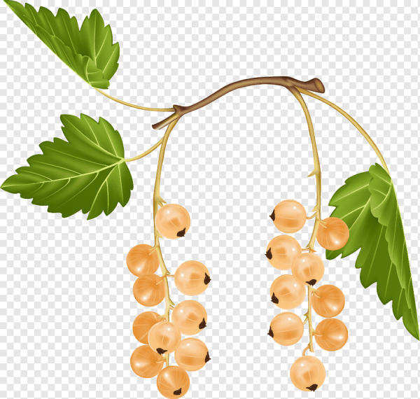 Ветка смородины