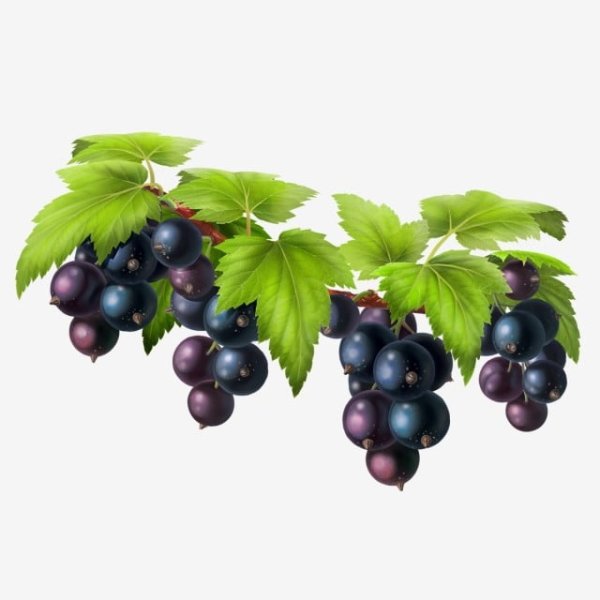 Смородина чёрная