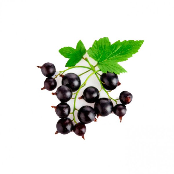Ягоды смородины